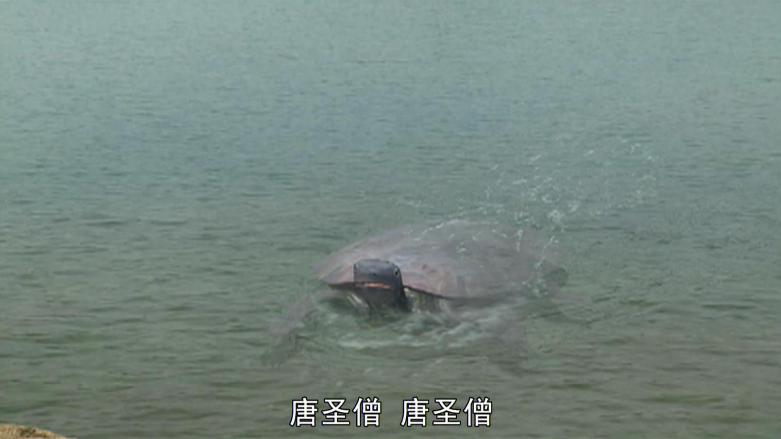 通天河老龟为什么不报复师徒,通天河老龟的真正身份