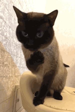 最值得推荐养的几种猫,中华田园猫12个品种图哪个最好养