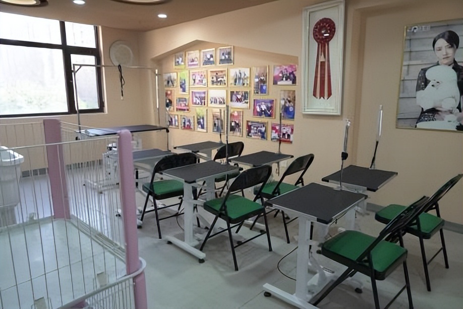 小野宠爱训犬师,小野宠爱宠物培训