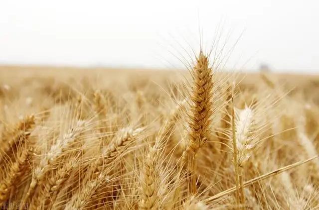 非洲人饭都吃不饱，可当地人却不种水稻，反而大量种植芝麻？