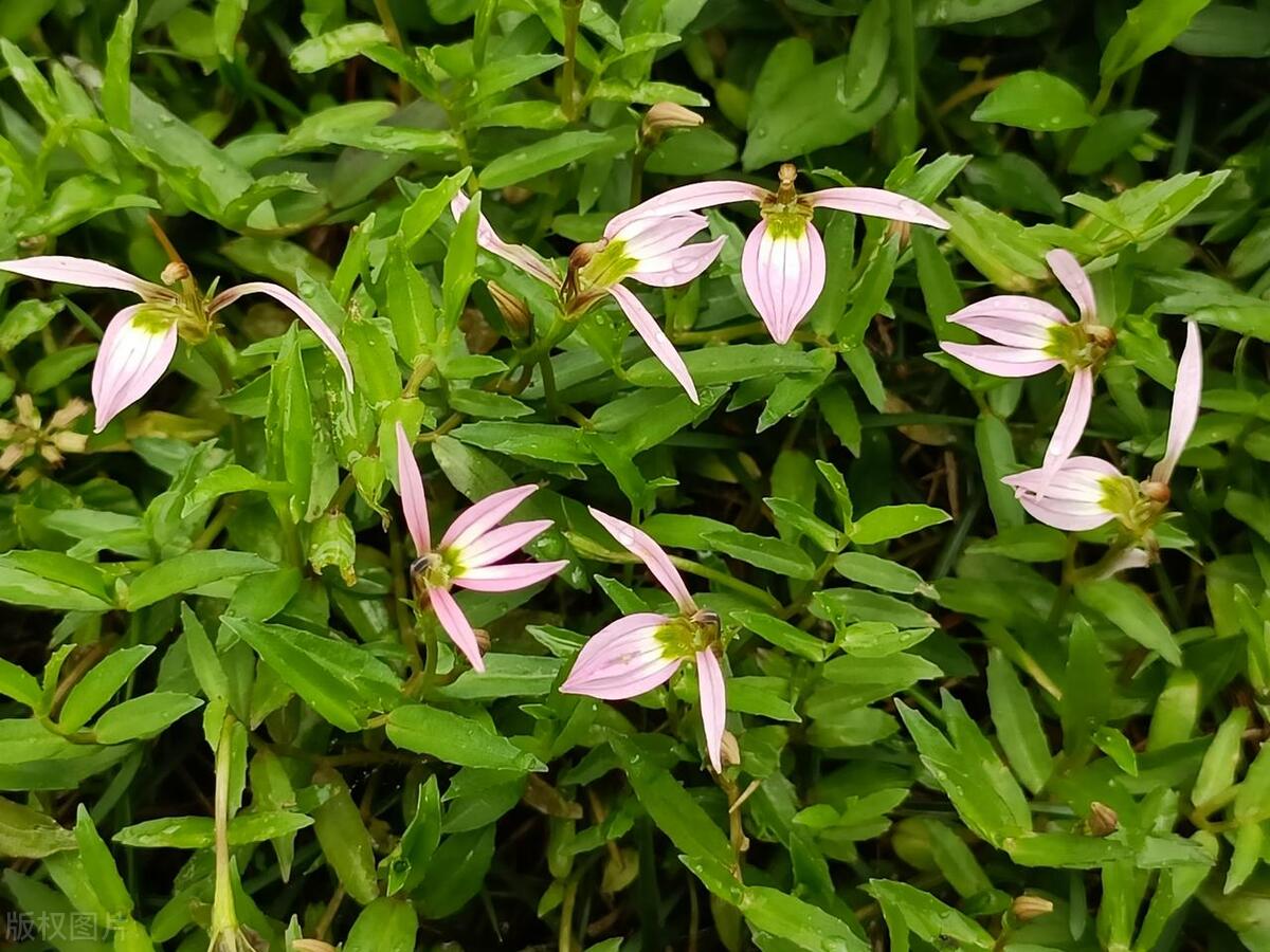 真正防蛇植物,蛇克星植物图片