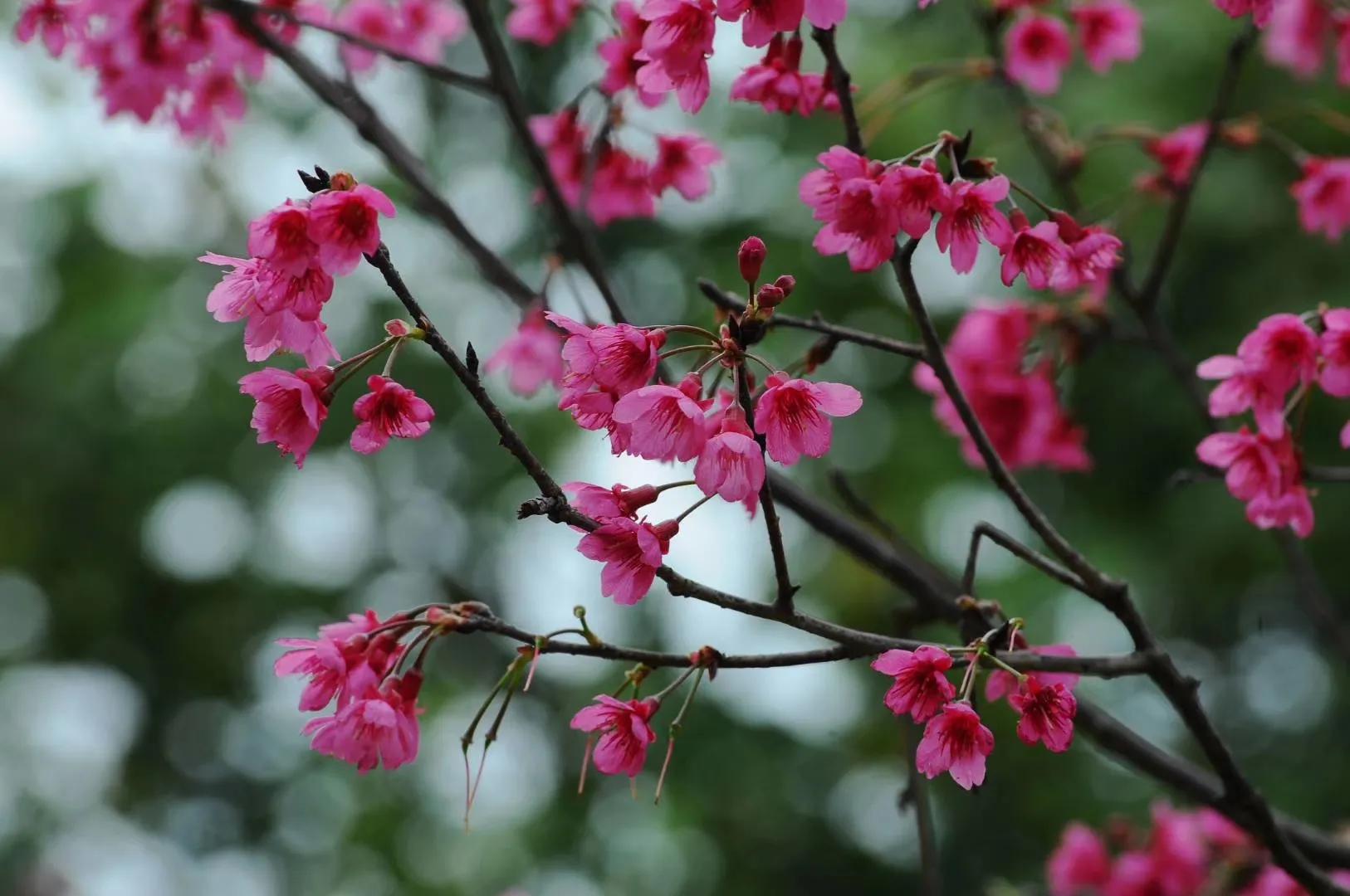 广州创业公园樱花,创业公园樱花花期过了么