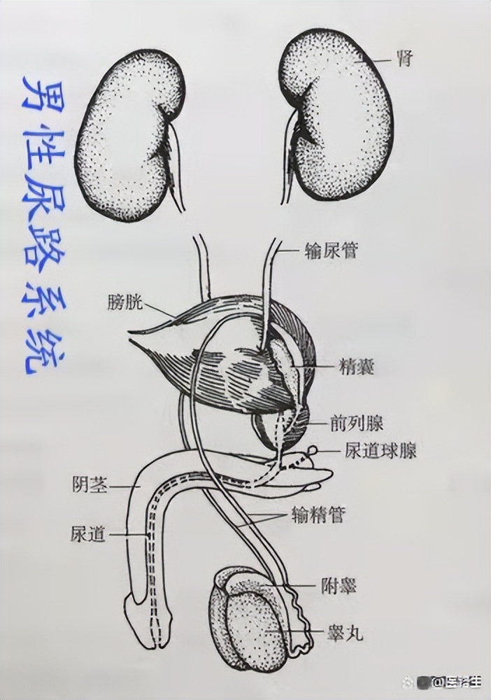 尿路感染吃什么药最见效,关于尿路感染你了解多少