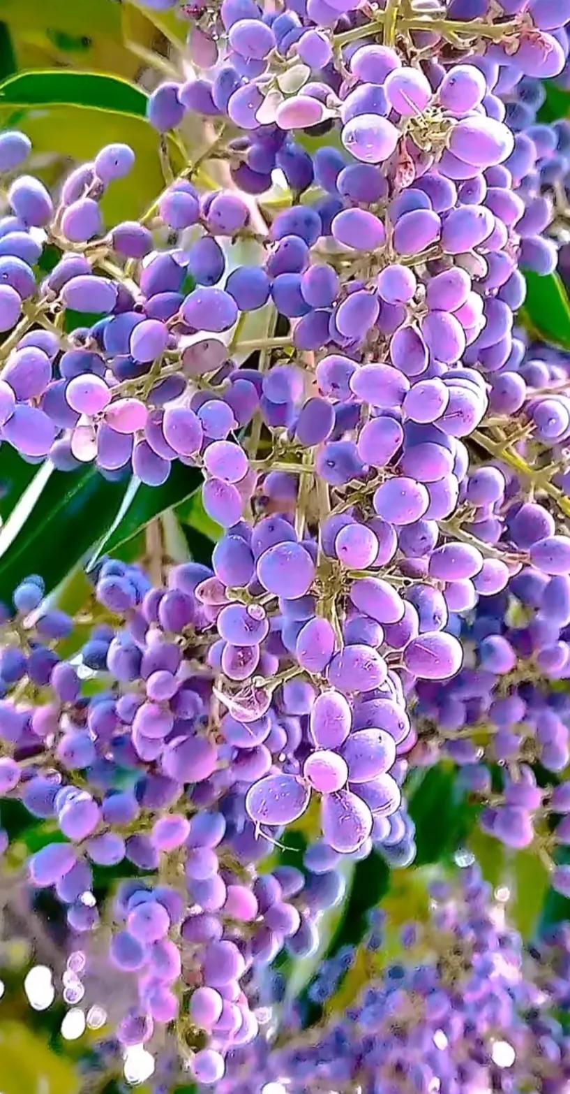 女贞子图片树木,女贞子树彩图