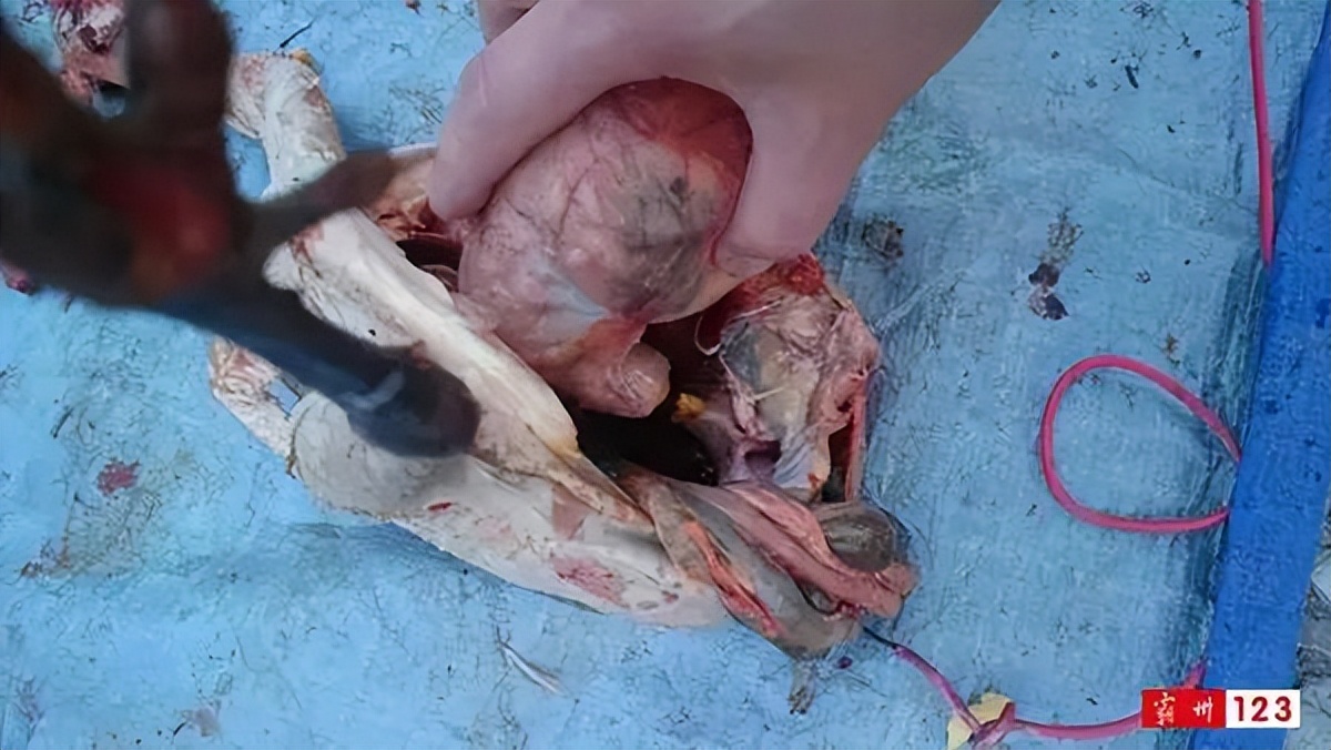 值钱？霸州村民宰鸡发现金黄色“鸡宝”？快来看看