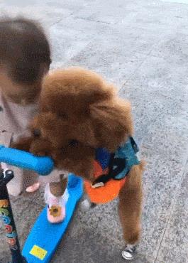 泰迪老扒拉垃圾是怎么回事,泰迪早上扒拉主人是什么意思