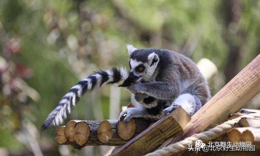 环尾狐猴在中国属于几级保护动物,环尾狐猴最显着的几个特点是什么