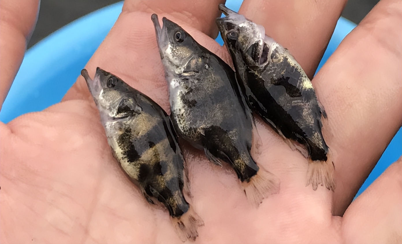 带毒刺的鱼被人抓到会怎么样,钓鱼毒鱼为什么不能彻底解决