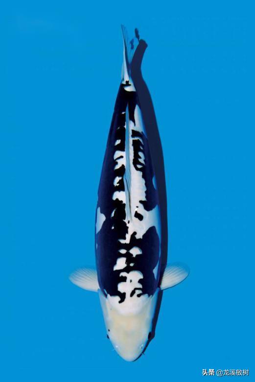 锦鲤分多少种什么样的锦鲤最好养,锦鲤要怎么选才能选到好的锦鲤