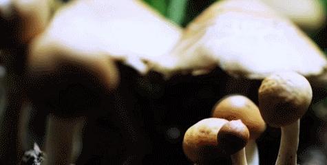 湖北香菇何以飘香天下？明天上午10点为你揭秘