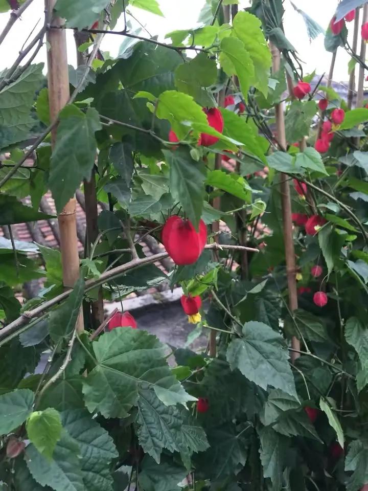 如何花最少的钱改造出租屋,怎样花最少的钱布置出租房