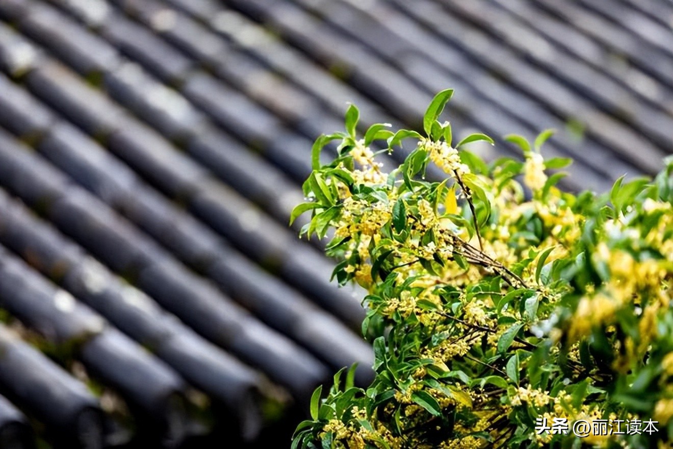 满城桂花香桂林,满城桂花香味