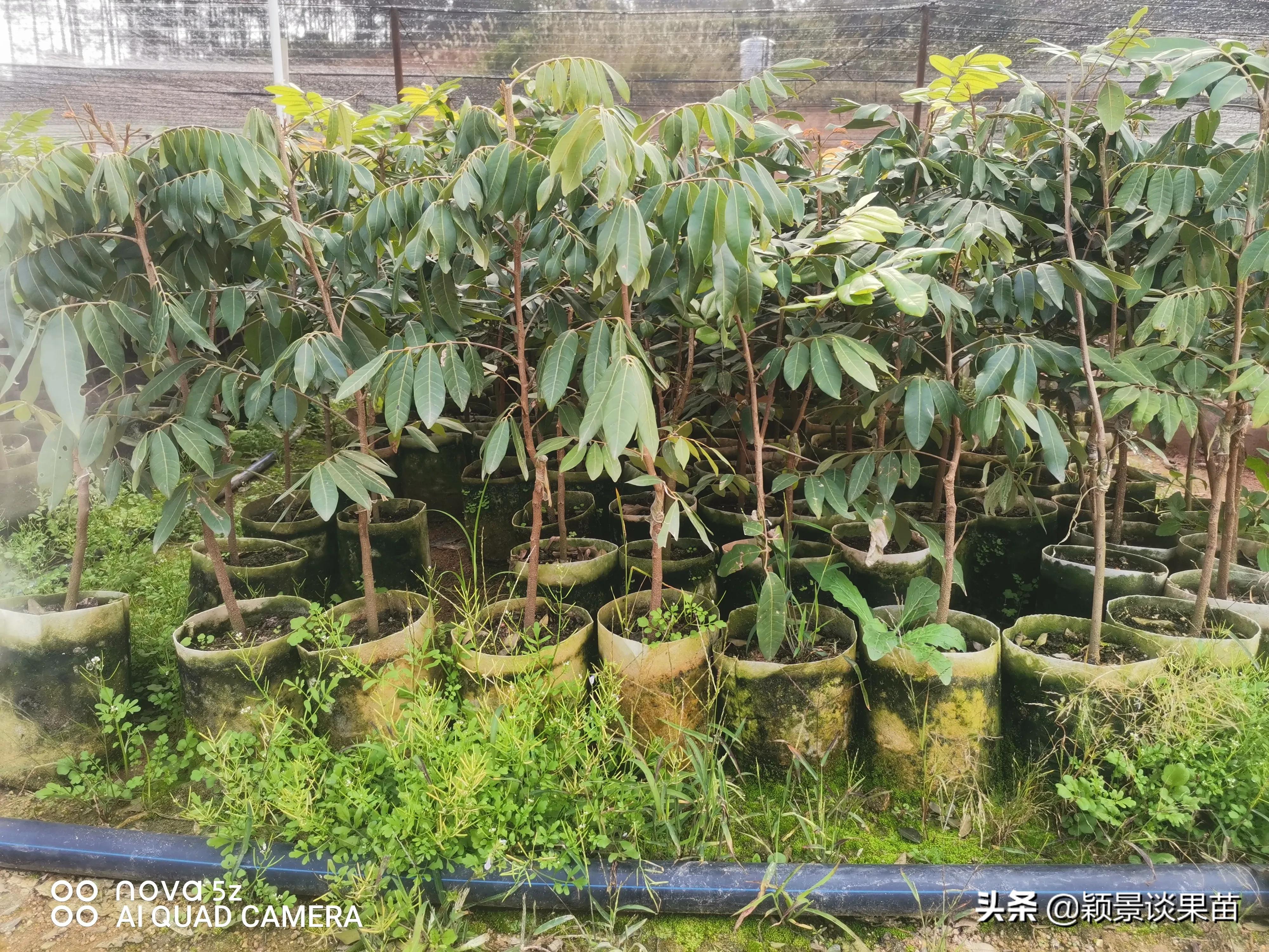 适合南宁种的水果树苗,适合广西种的阳台水果苗