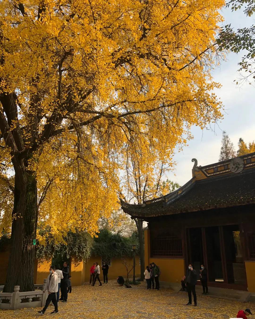 苏州秋季旅游最值得去的地方,苏州赏秋一日游攻略