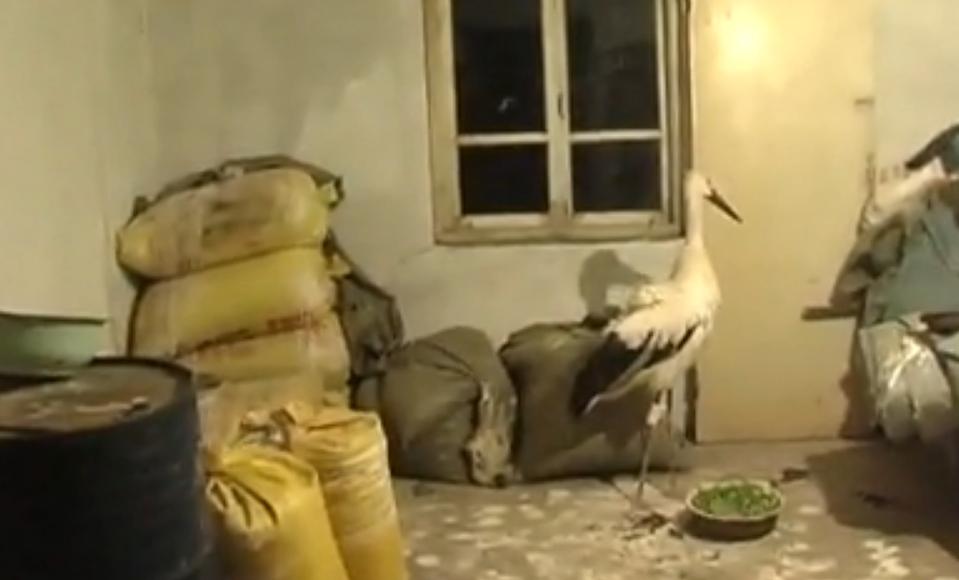 男子捡到怪鸟是国家二级保护动物,东北大哥捡到白色怪鸟