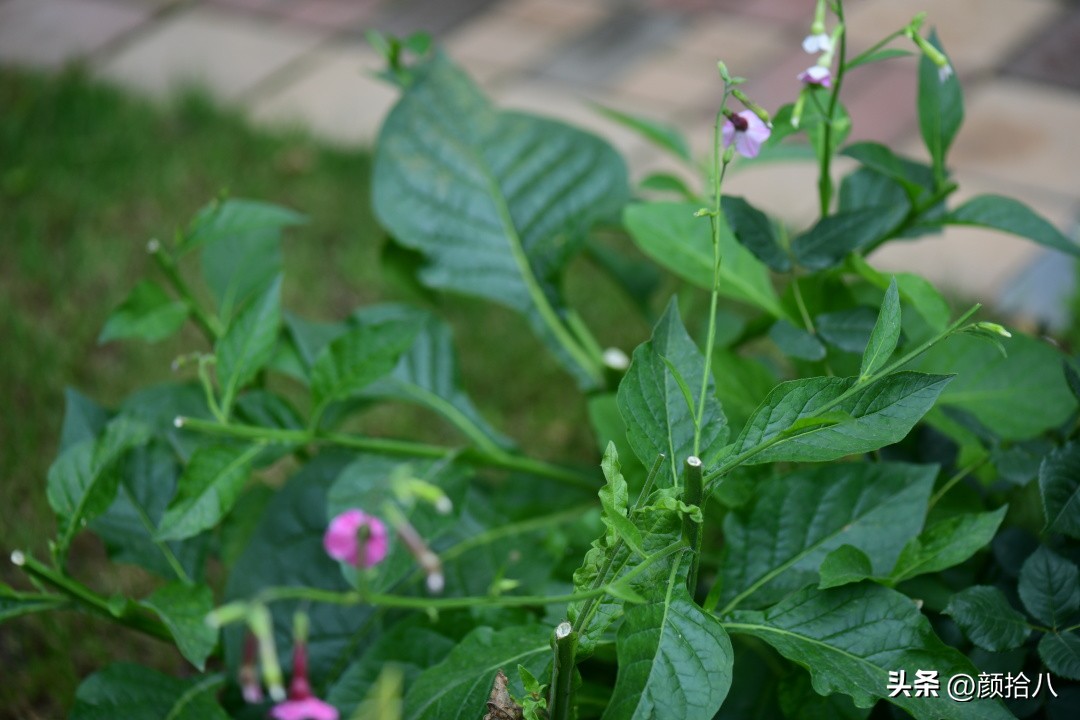 冬天开花的室外花卉盆栽,温室盆栽观花花卉植物