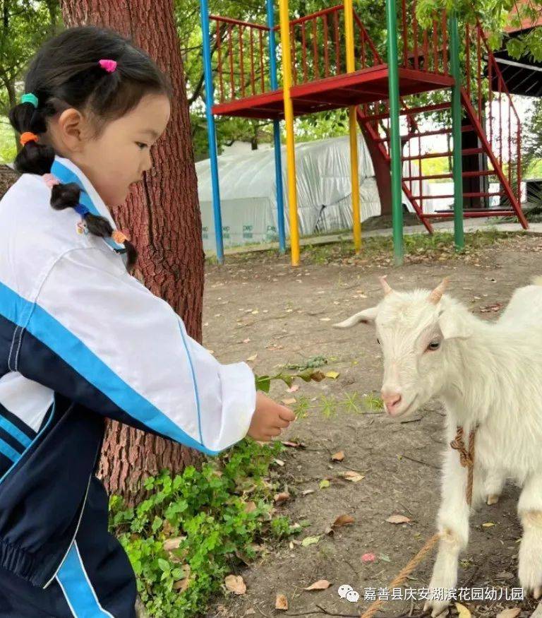 小手的探秘之旅|嘉善县庆安湖滨花园幼儿园小班组课程故事