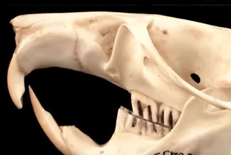 兔子为什么啃东西,兔子爱啃什么