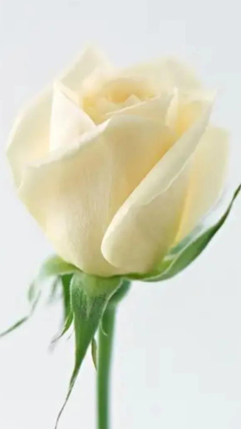 玫瑰花都有好多颜色,不同颜色的玫瑰花有不一样的花语