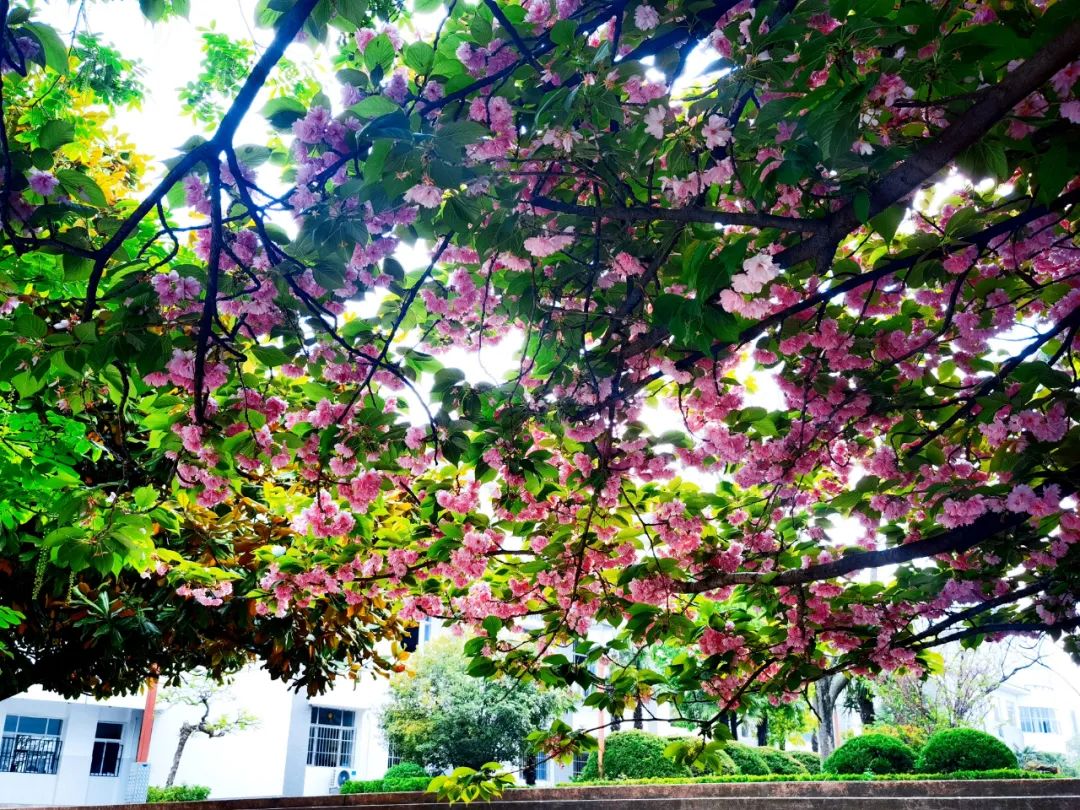 271教育|芳菲万里等你相遇——第一山无限*光春**好