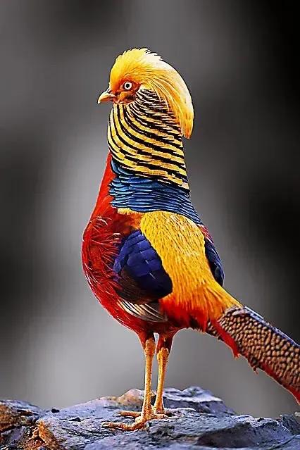 奇怪的小鸟视频,稀奇古怪的鸟