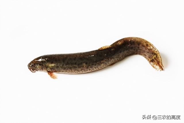 河鲜四大名鱼,最顶级的河鲜鱼