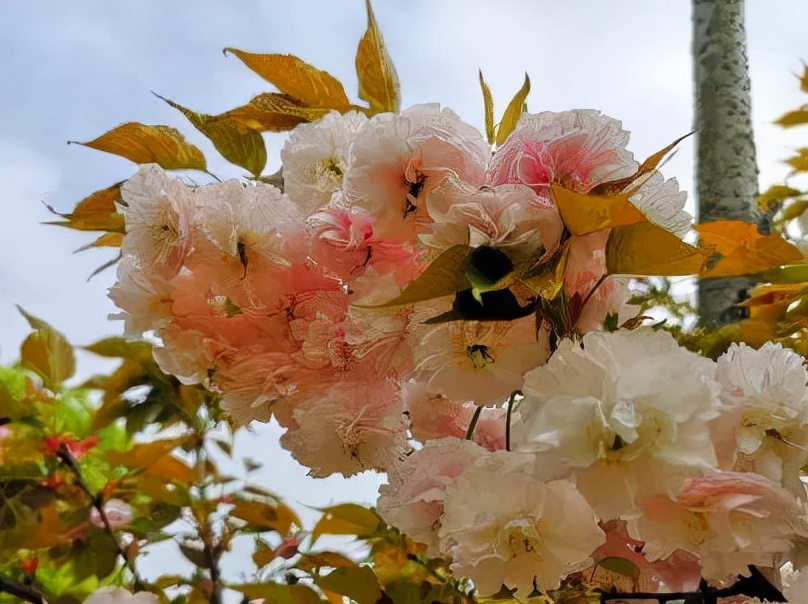 世界级的赏樱花的地方原来在这里,赏樱花的地方都在哪里