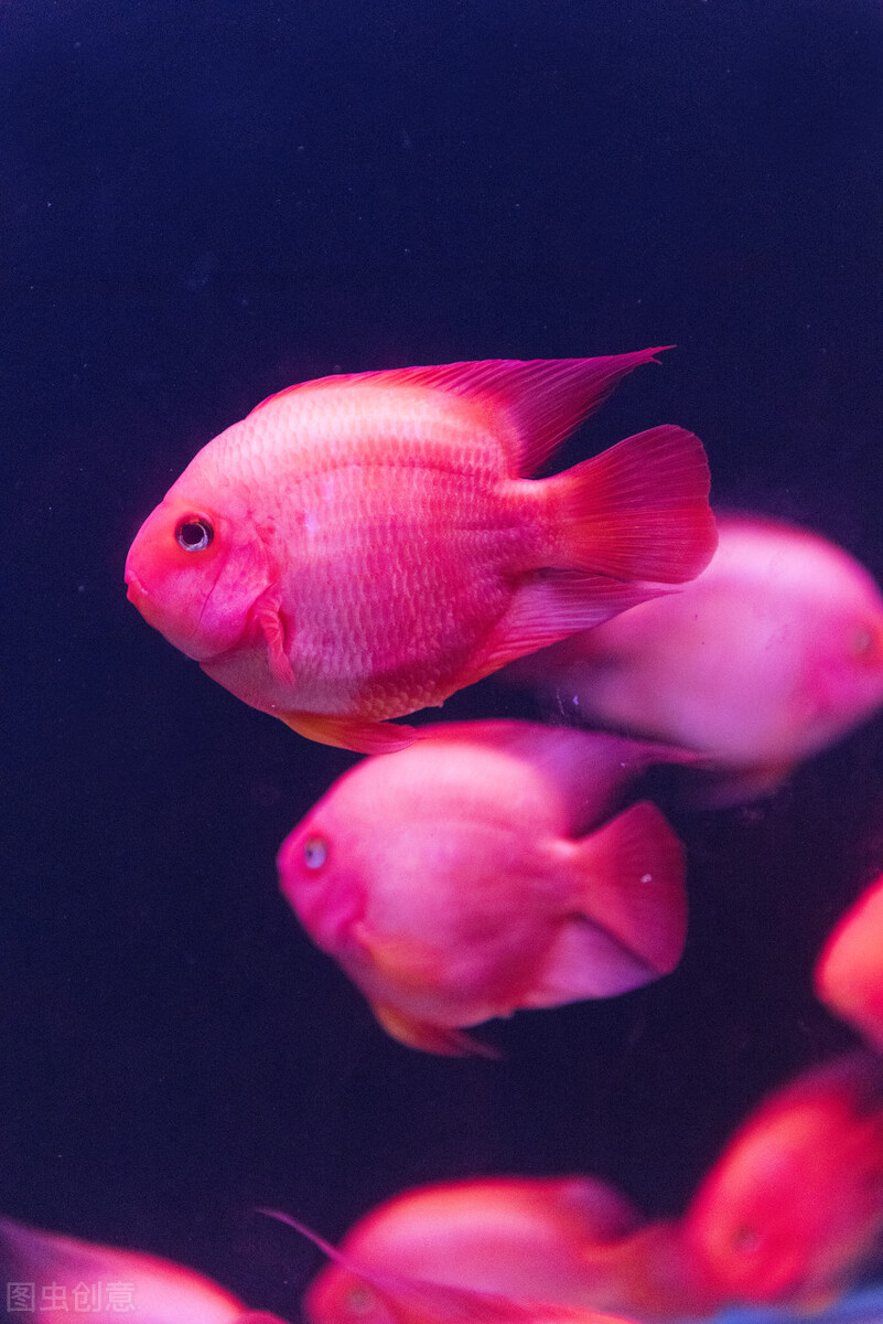 祝福朋友们虎年大吉年年发大财,祝福大家虎年大吉年年发大财