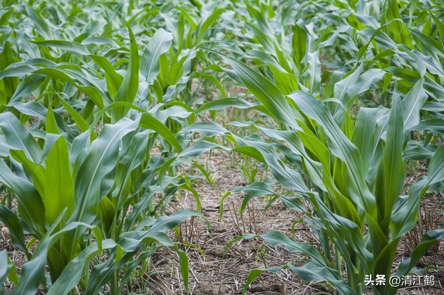 玉米除草剂药害最佳补救方法,玉米24d丁酯除草药害图片
