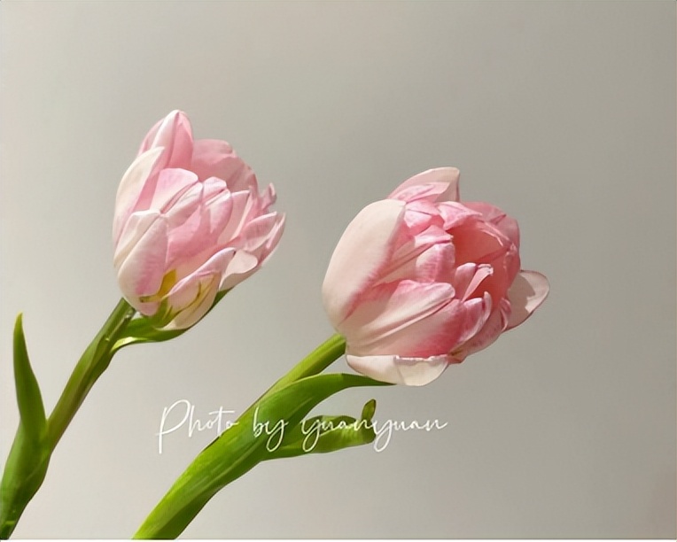 购买鲜花最便宜渠道有哪些,三八妇女节买什么鲜花