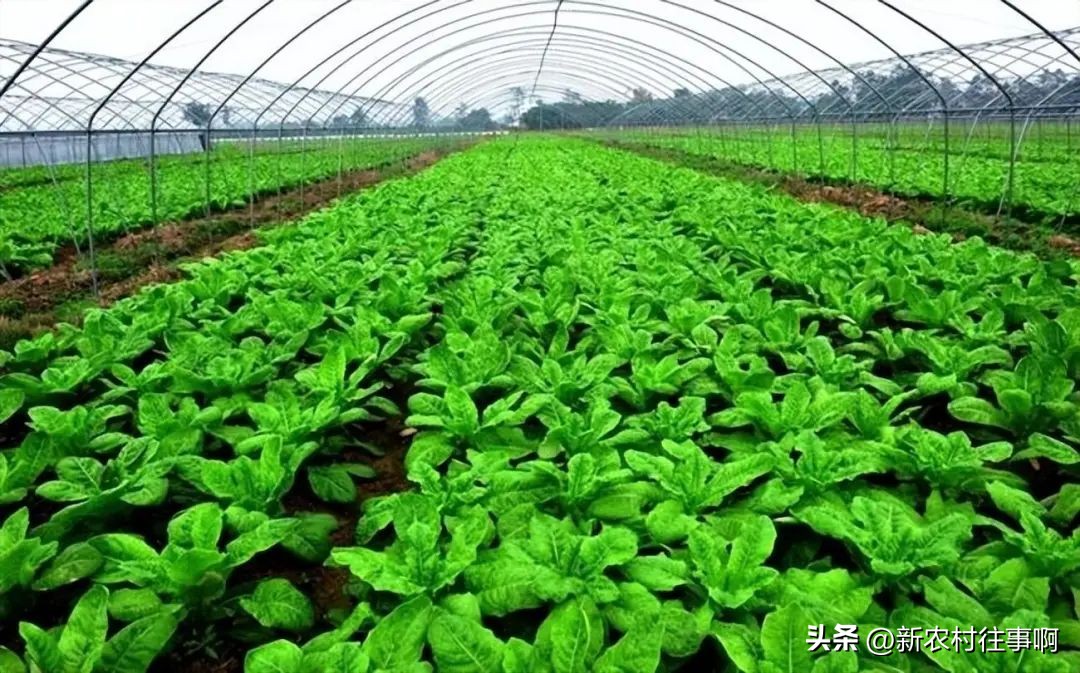 下半年农村这三样东西要涨价,2023哪五类东西要涨价