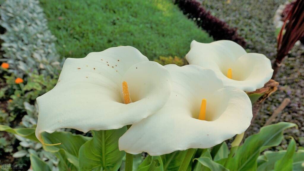 马蹄莲怎么养护才能长得好,盆栽马蹄莲的养护与管理技术