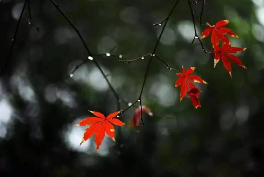 有关冬日的雨的诗句,描写寒冷的冬雨的诗句