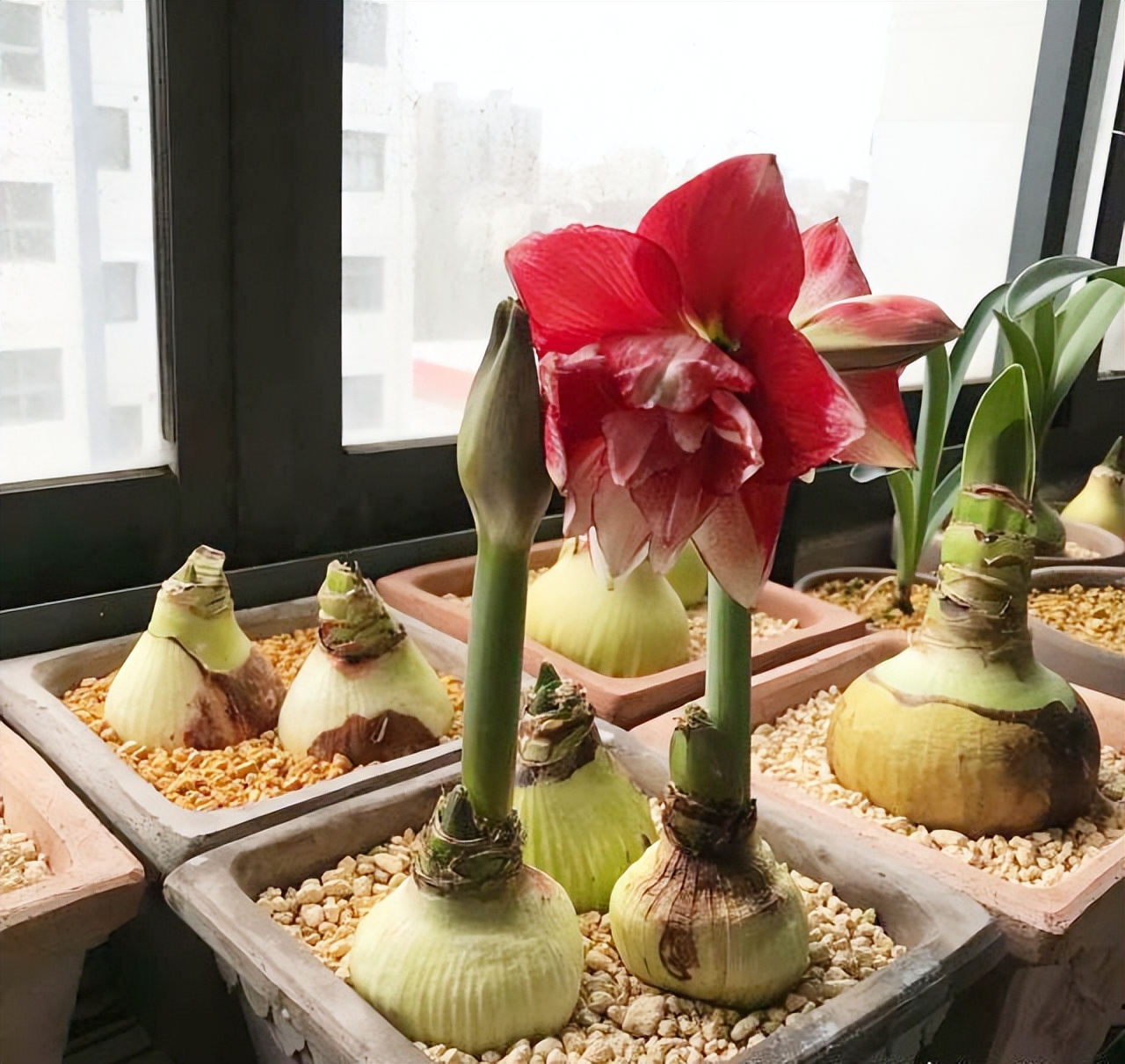 家养3种富贵花福气好运挡不住,七种富贵花图片