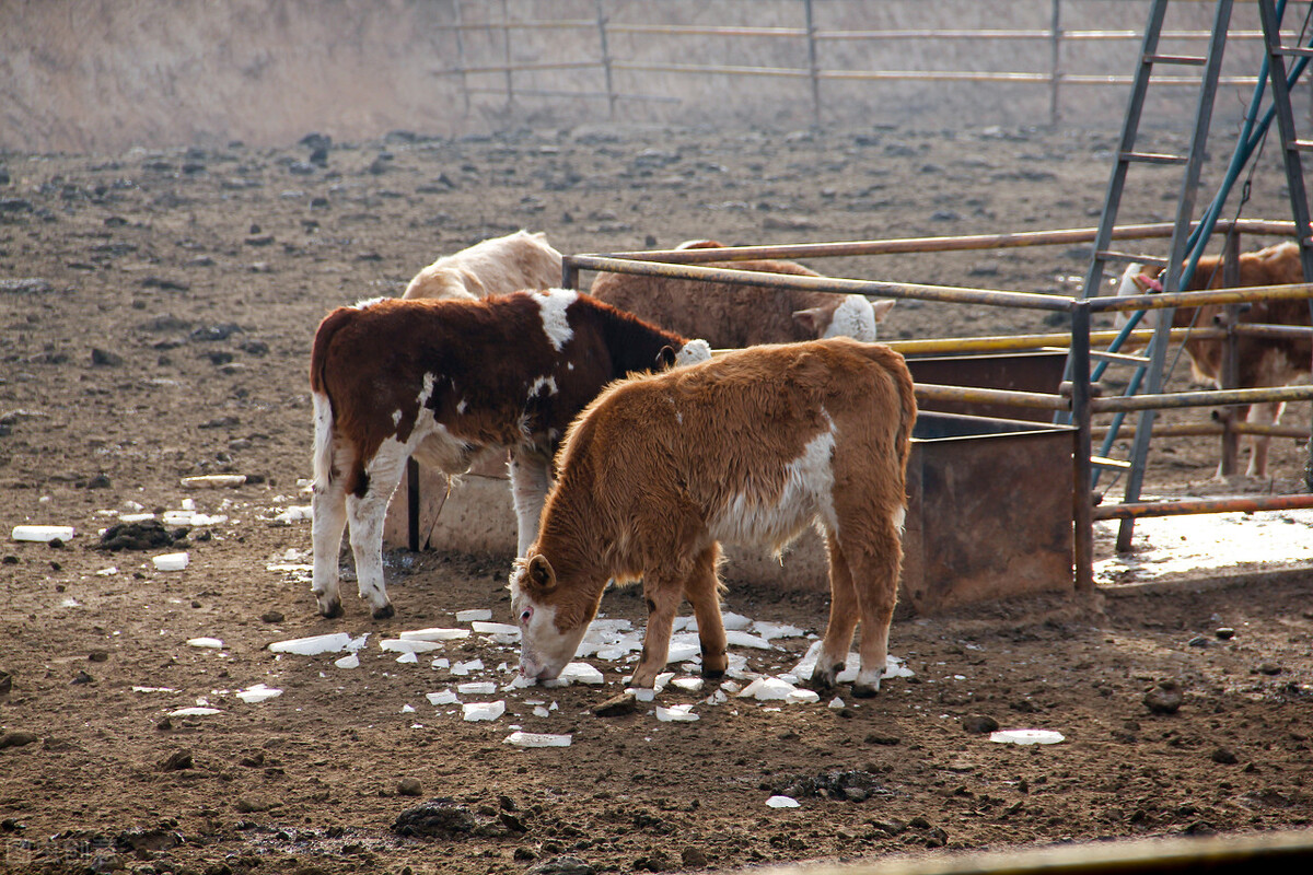 河北肉牛行情今日牛价,2023年牛价格行情陕西肉牛