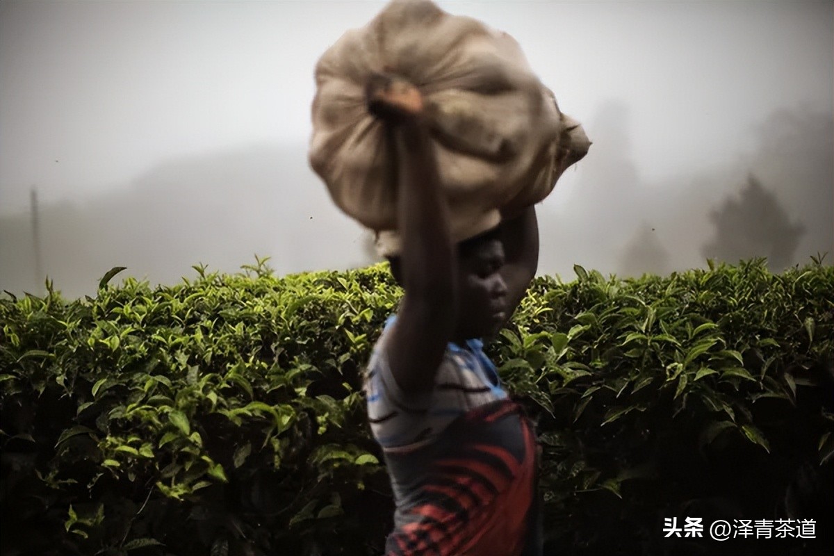 2022年茶行业未来发展与前景,未来十年茶行业的发展机会