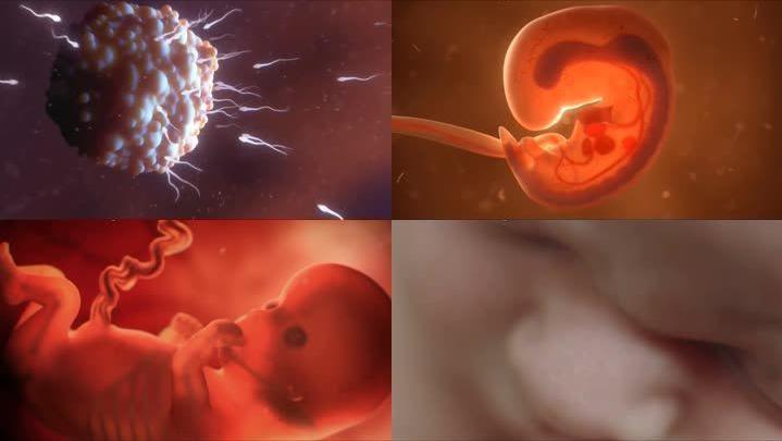 胎儿性别是哪一刻决定的,胎儿是在受孕的瞬间决定的