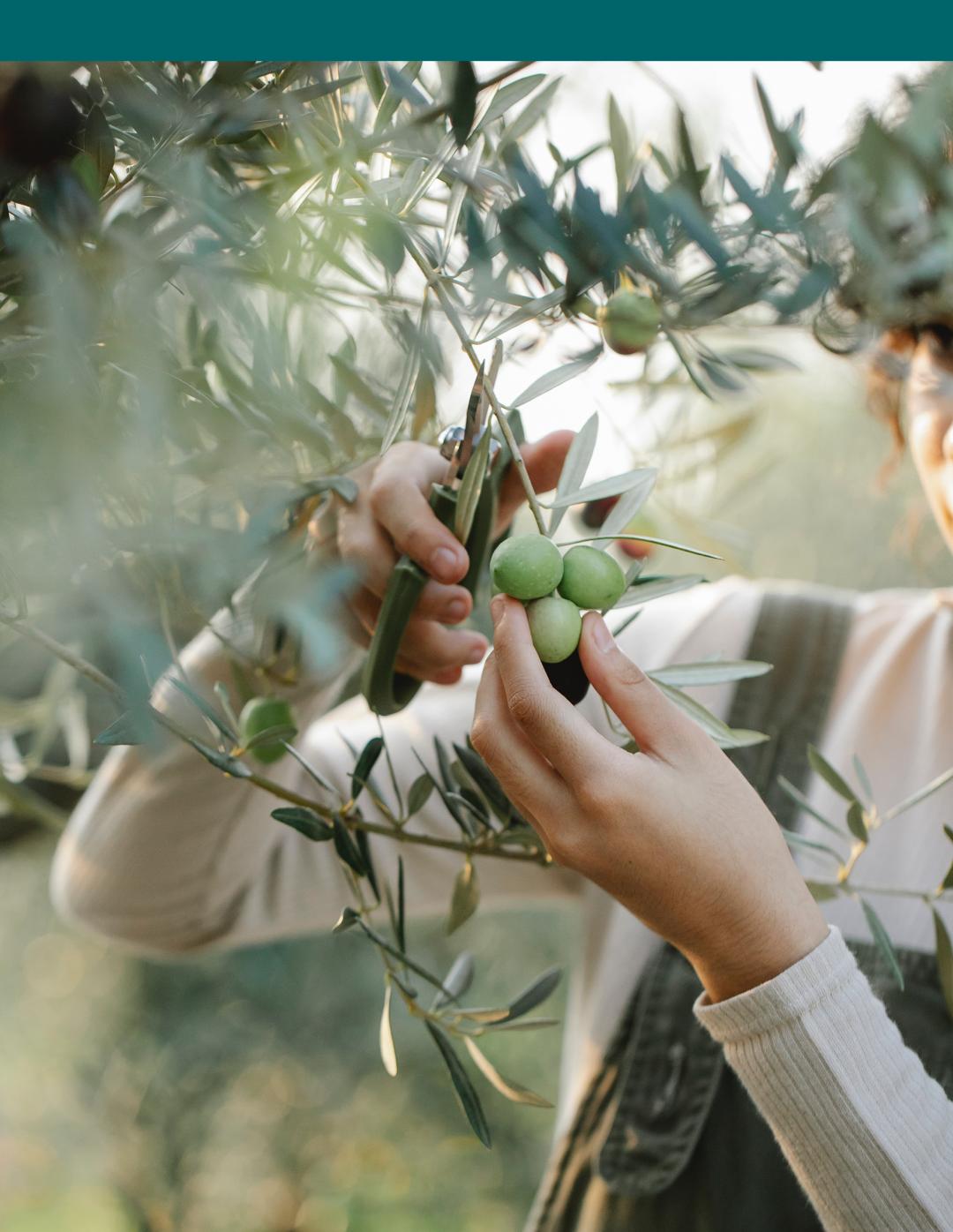 食用油选购视频,家庭选购食用油