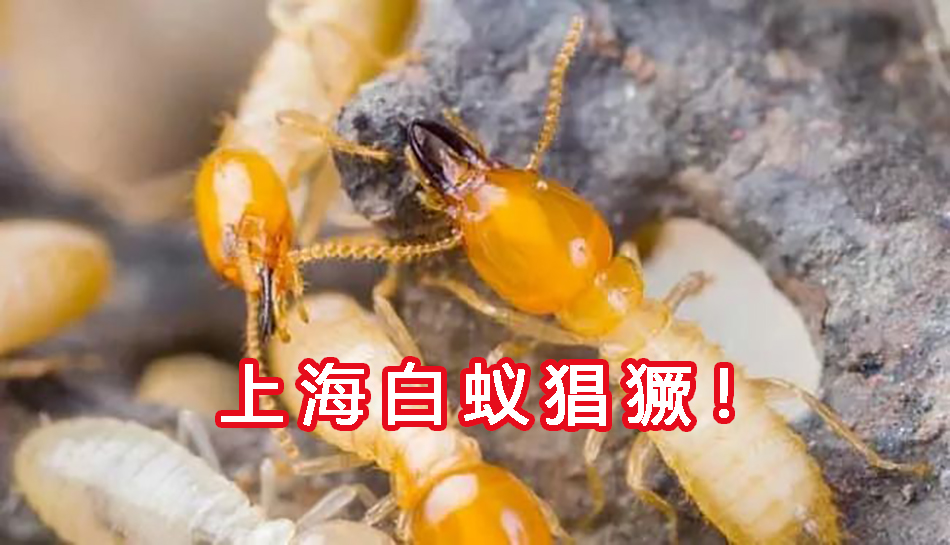 白蚁中哪种白蚁最凶猛,白蚁真的无什么办法全部消灭吗