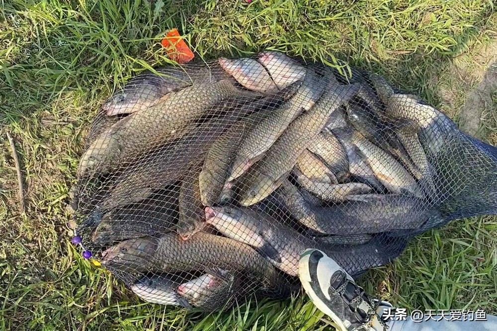 盛夏野钓，找准鱼窝有技巧，3个条件满足2条，一定有大鱼扎堆