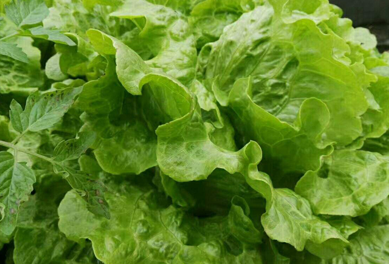 3月份有哪些蔬菜可以播种,3到10月适合种植哪些蔬菜