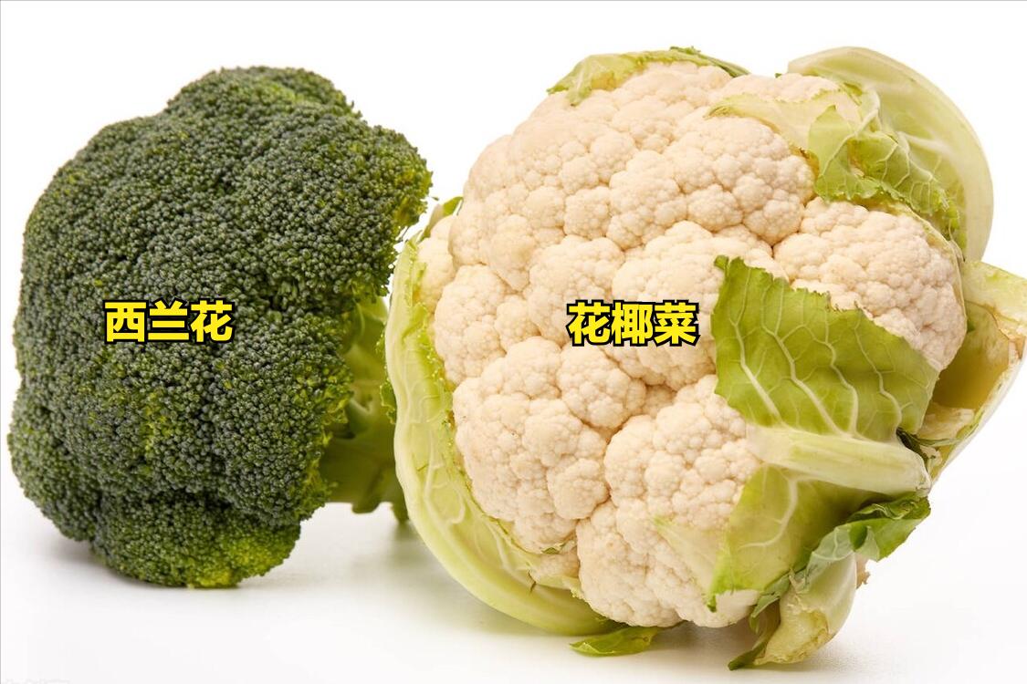 怎么区分各种蔬菜,各种蔬菜的识别