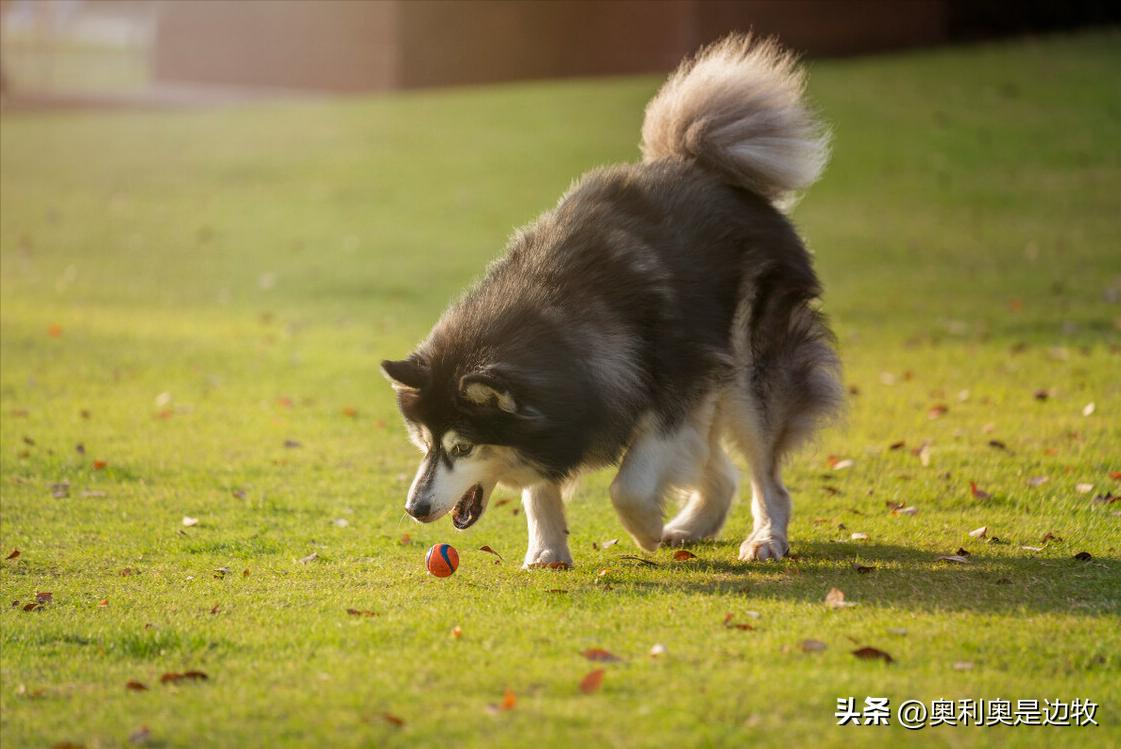 吃狗粮的狗和吃剩菜剩饭狗区别,狗吃狗粮好还是剩饭剩菜好