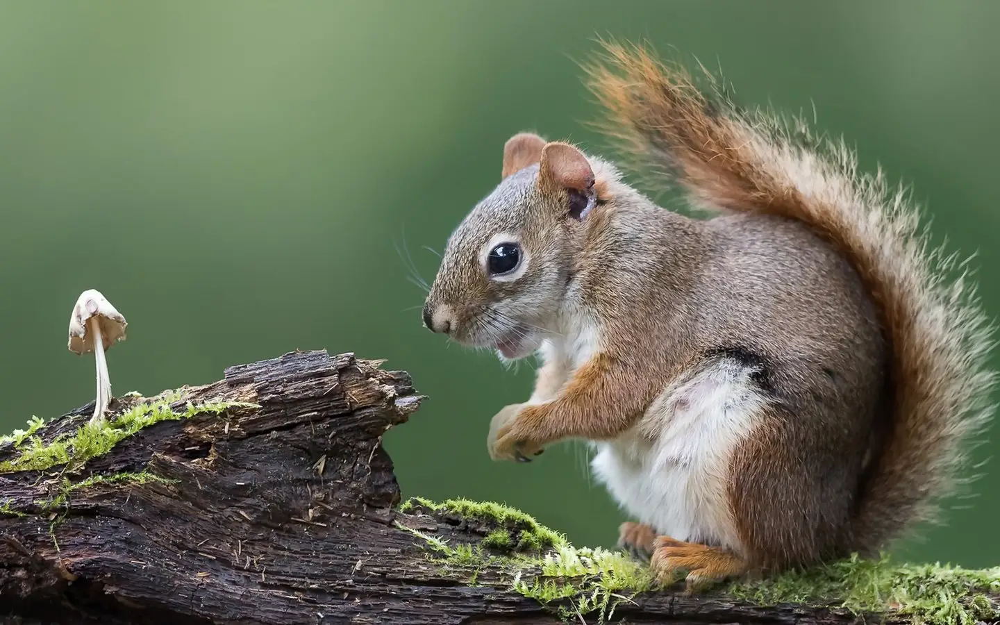 带宠物去五星级酒店旅游 (出门旅游带宠物要什么手续)