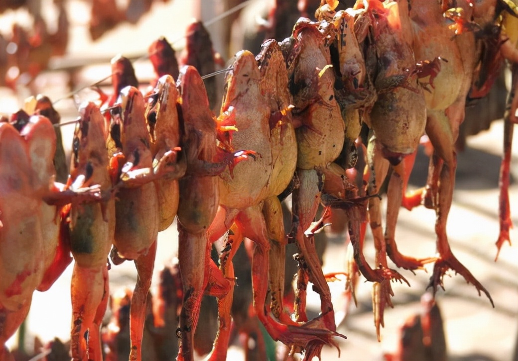 东北林蛙现抓视频,中国林蛙抓捕