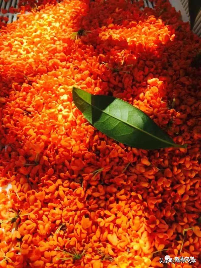 散文作家苏沧桑,冬酿散文