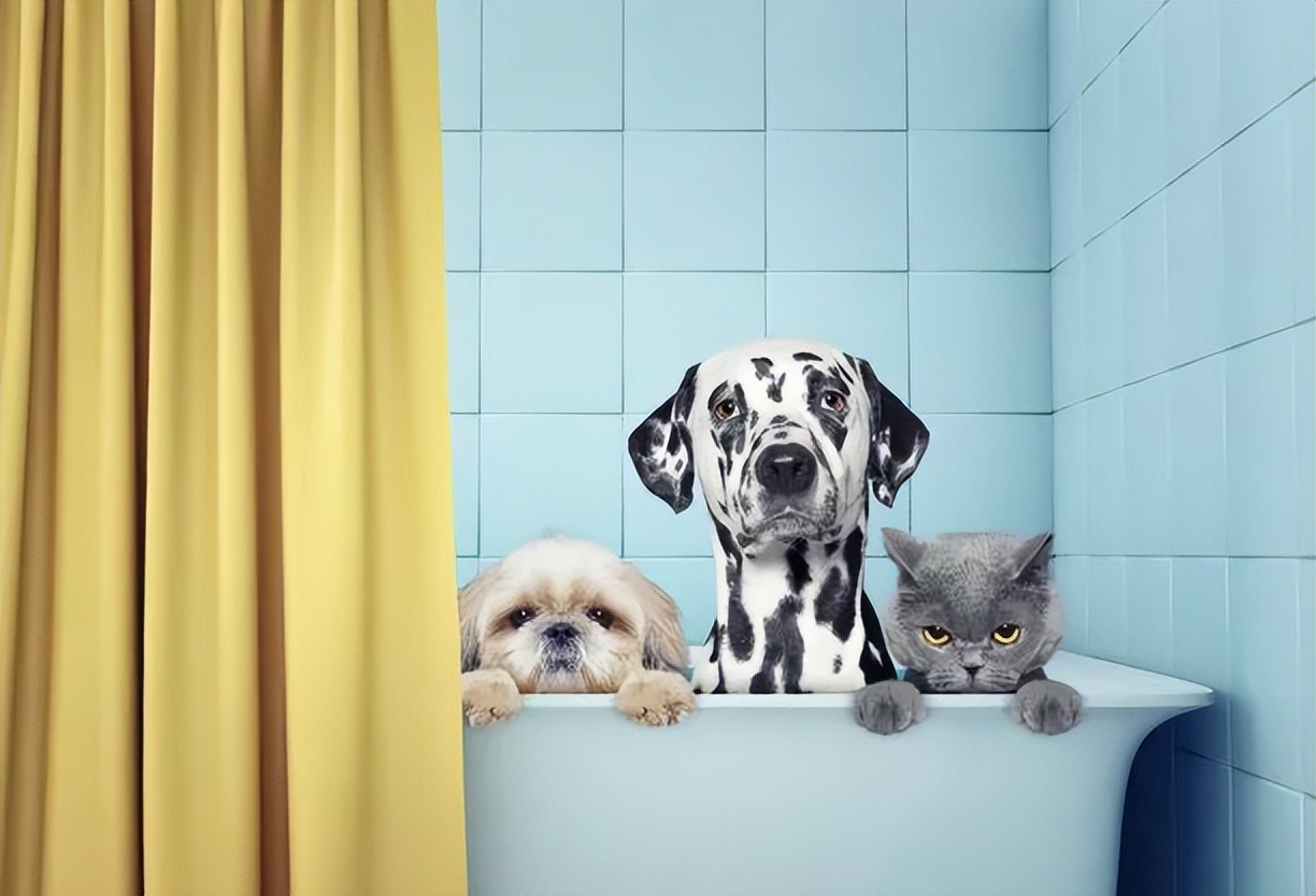 养猫指南入门,猫怎么养最全的新手养猫攻略