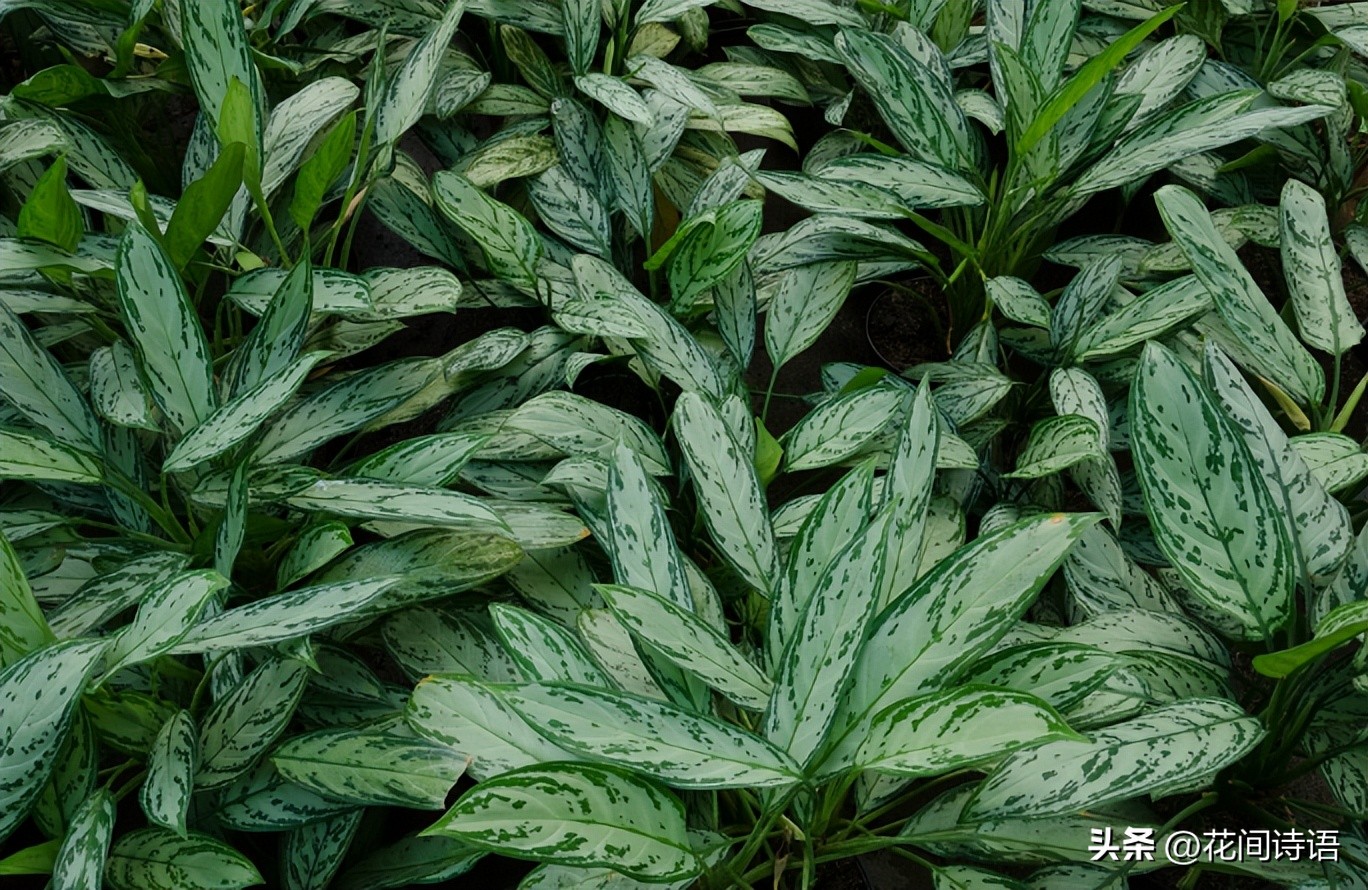 屋内除甲醛效果最好的方法,屋内除甲醛最好的方法