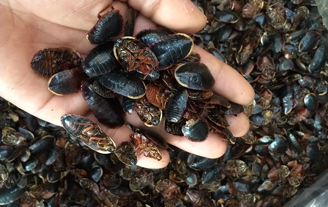 一碰就放臭屁的臭屁虫，如今却成香饽饽600元1斤，它的价值了解下