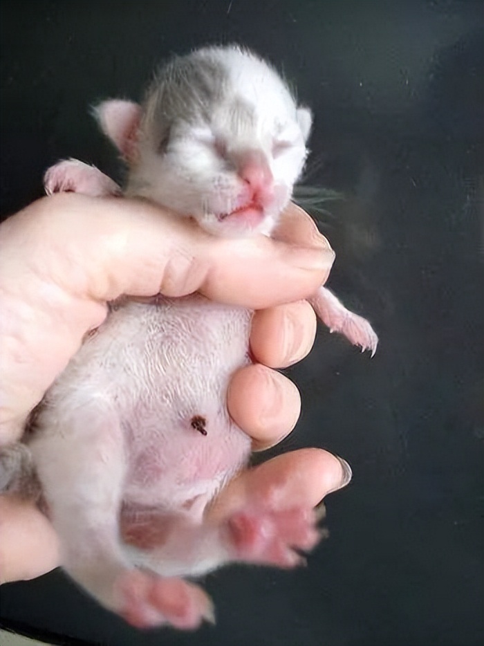 猫咪正常体重对照年龄阶段,猫咪年龄怎么看图解